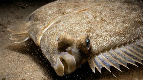 flat fish